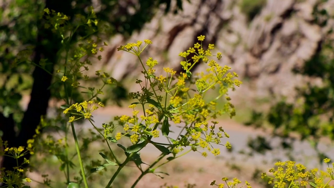 عۆسمان هەورامی ، جەمیل نەوسوودی
