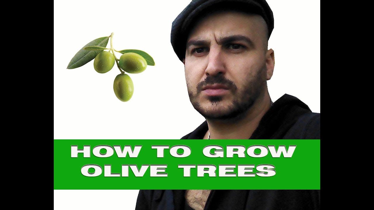 How to grow Olives