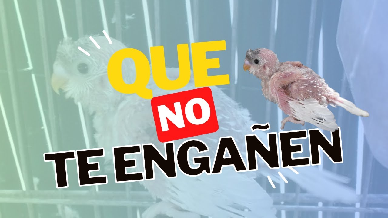 MUDA FRANCESA O PICAJE ¡Que NO te engañen!
