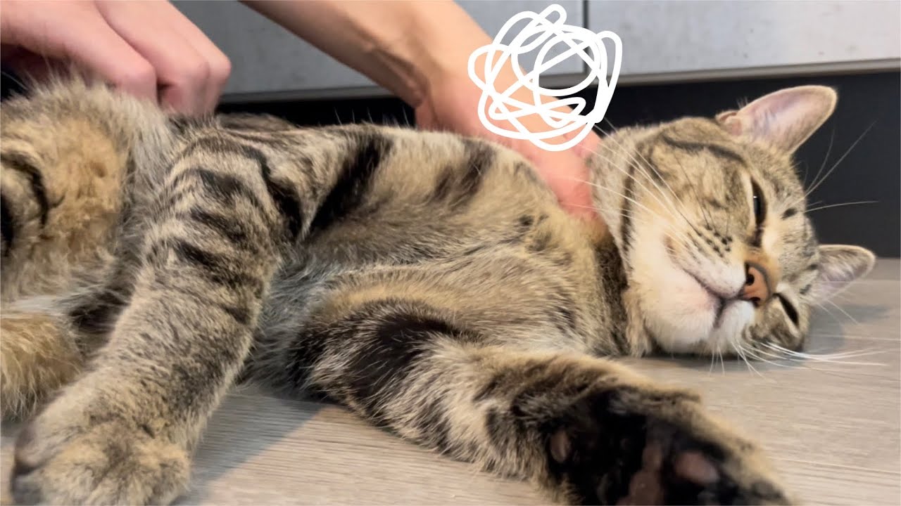 【保護猫】初めての発情期を迎えました…！11ヶ月メス猫の発情期の行動と鳴き声