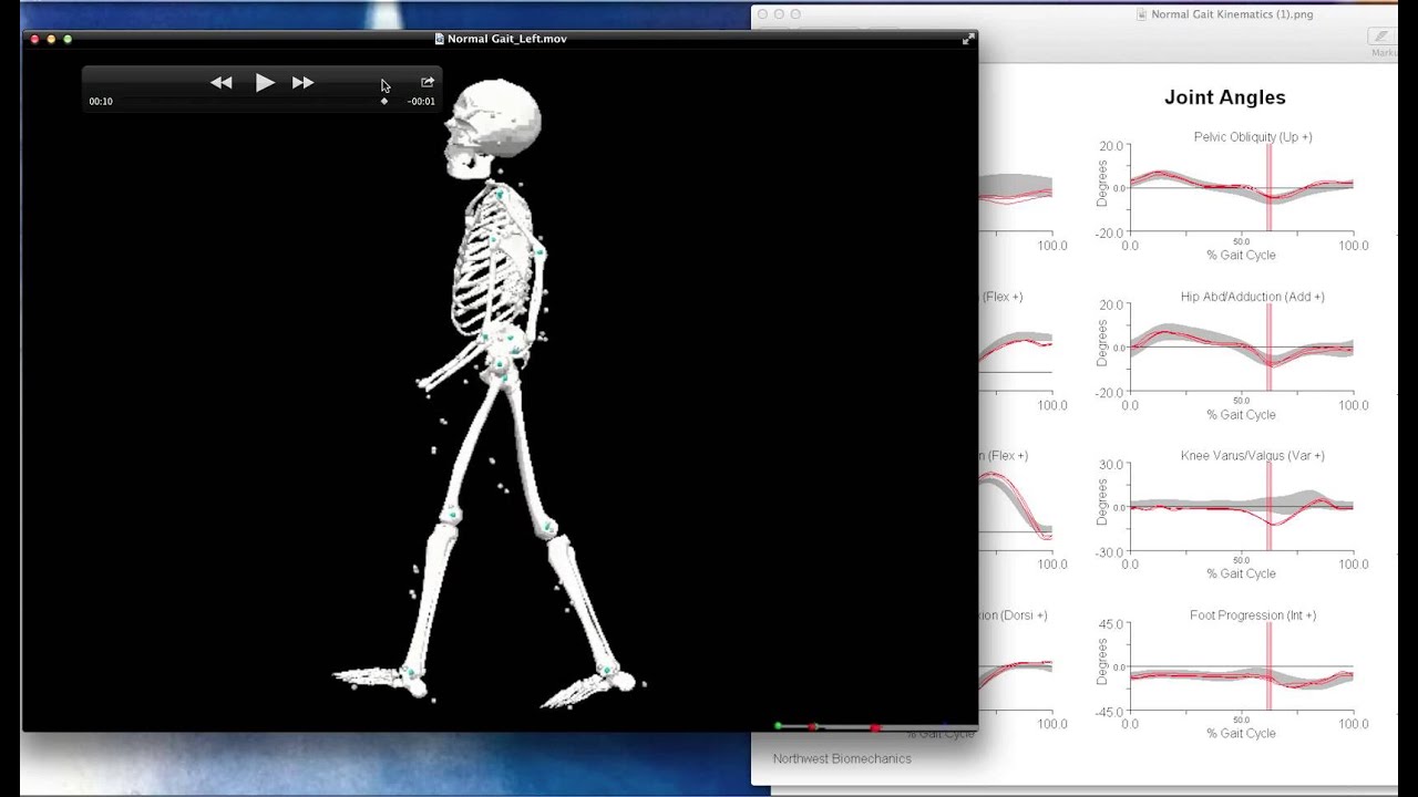ankle kinetics and kinematics