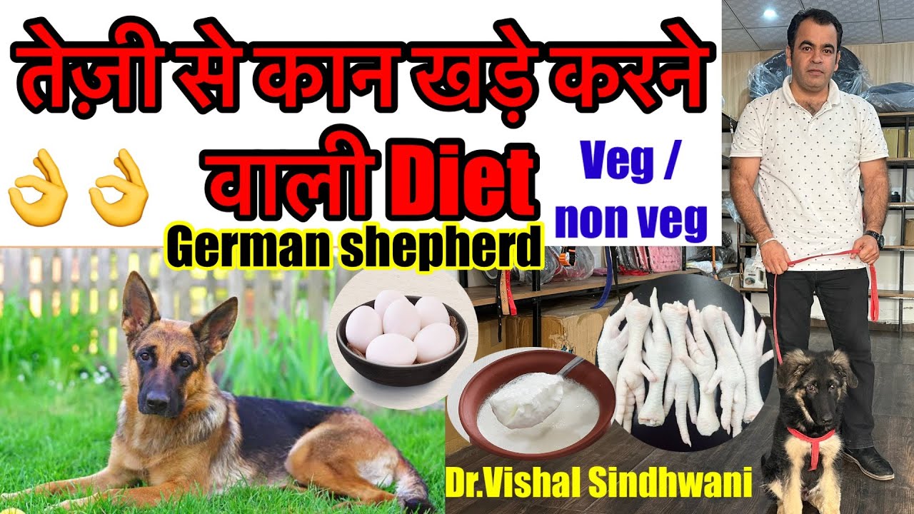 Dog ke kaan khade karne wali diet| German shepherd |Dog’s Ear standing problem and solution