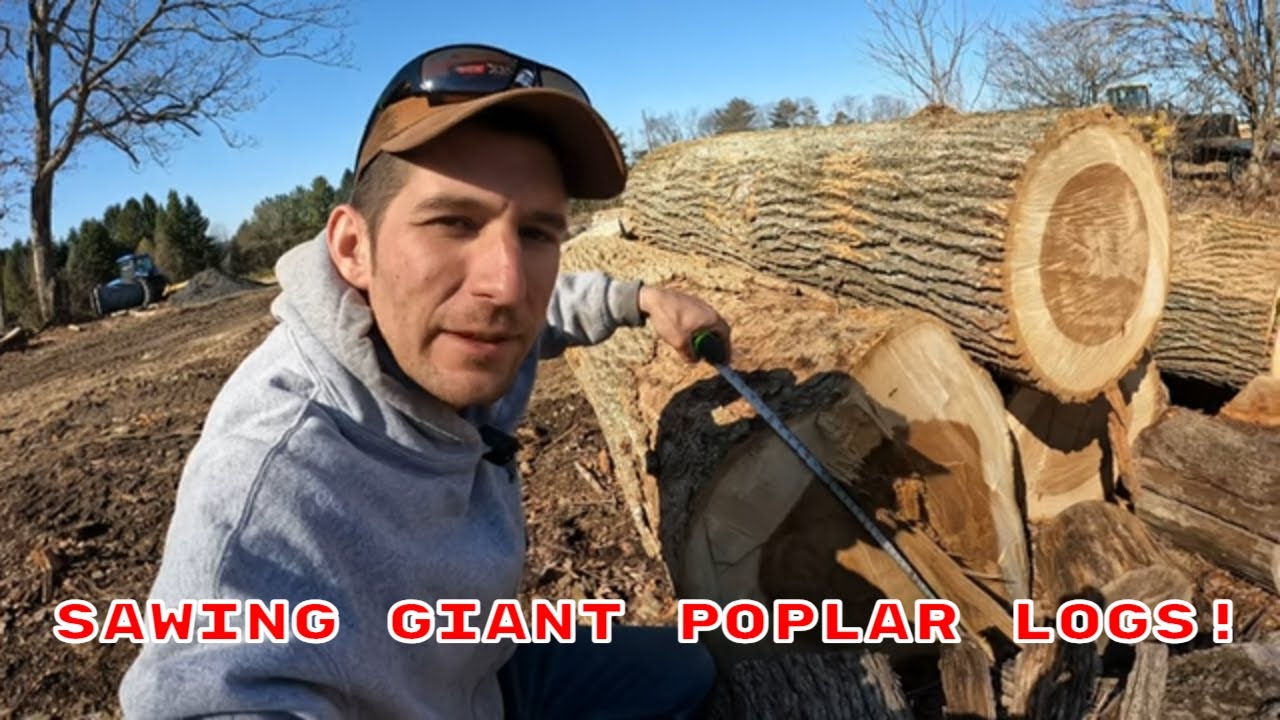 These Big Poplar Logs Make Big Lumber!
