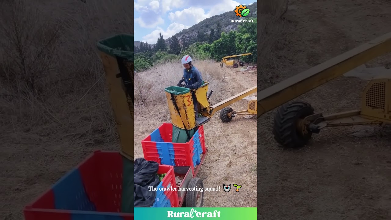 The SECRET to Efficient Orchard Harvesting! 🚜 Watch These High-Tech Machines Change Everything!