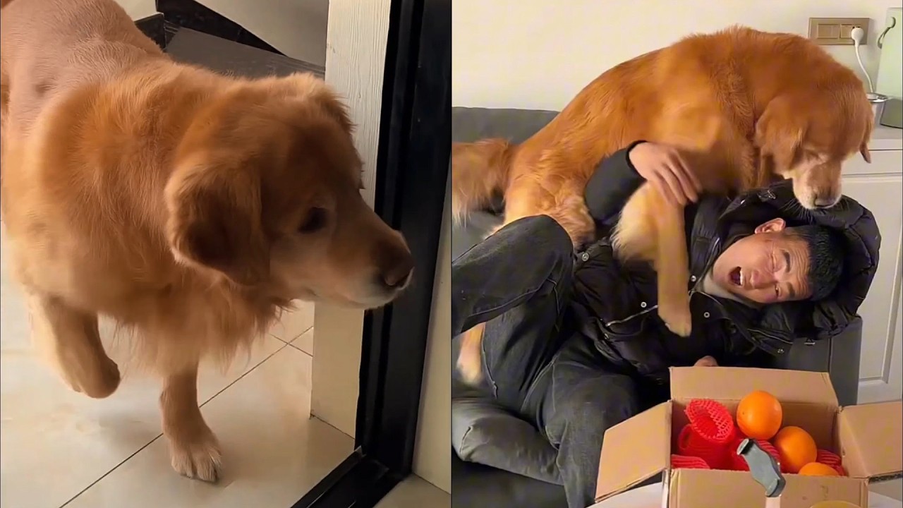 Мао Мао желает всем процветания в Новом году! ❤️#聪明旺豆豆