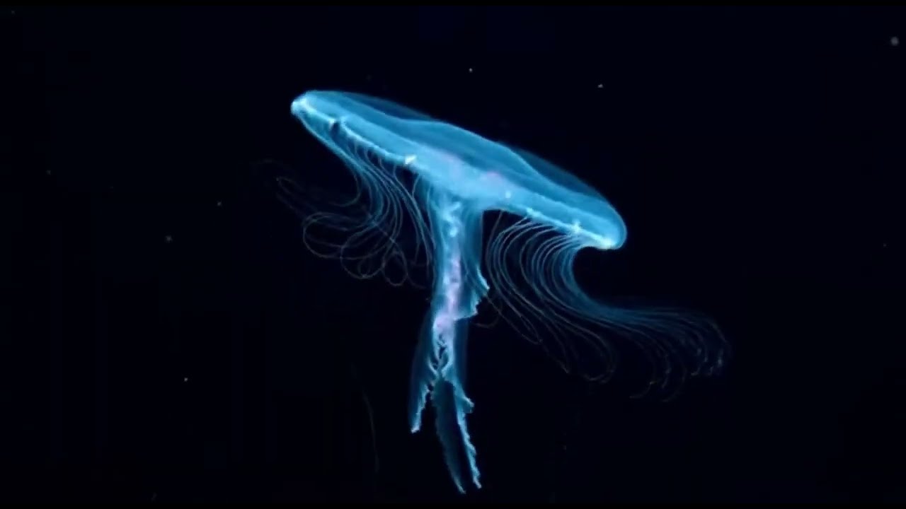 List of Common Types of Jellyfish Species