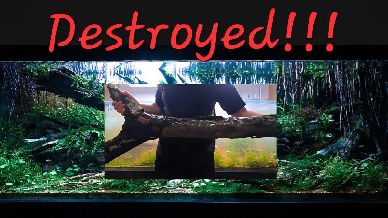 Demolishing IAPLC World Champion Aquascape - 1st time on Youtube!!