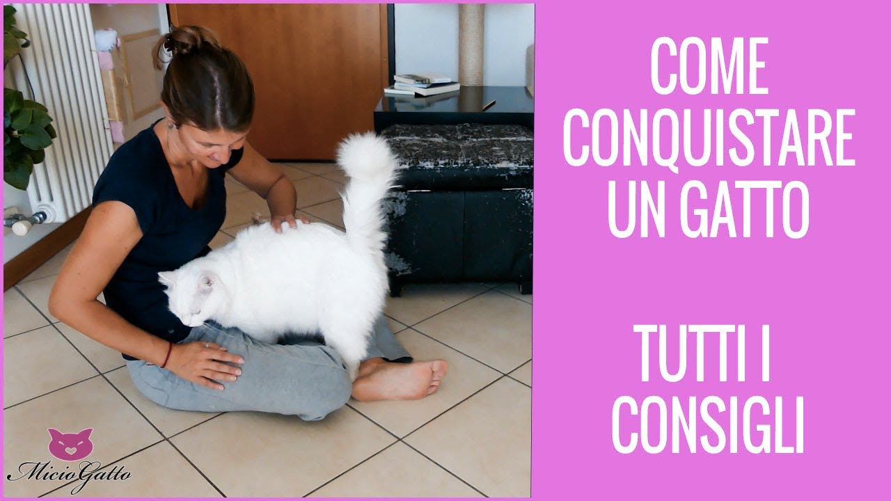 Come conquistare un gatto! Consigli delle esperte