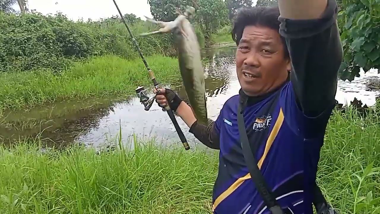 Casting dasaran menggunakan kodok asli 