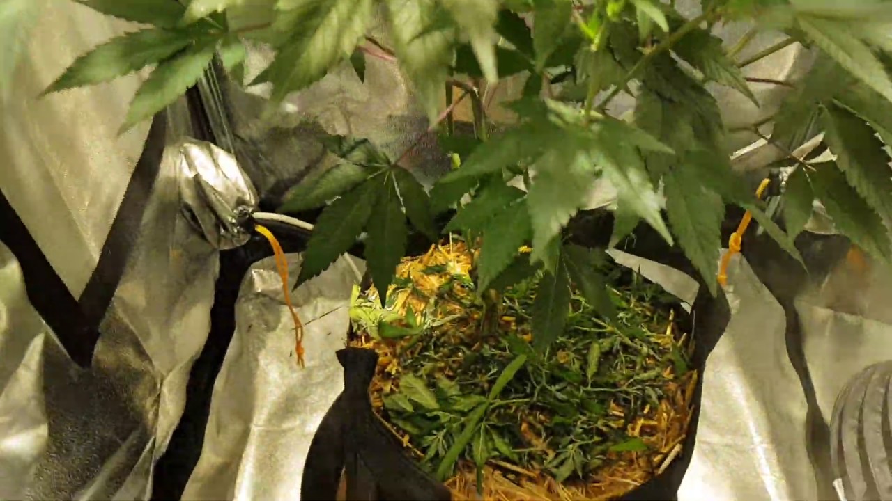 Green Gelato, Sweet Zkittlez & Royal Gorilla Grow Room Update