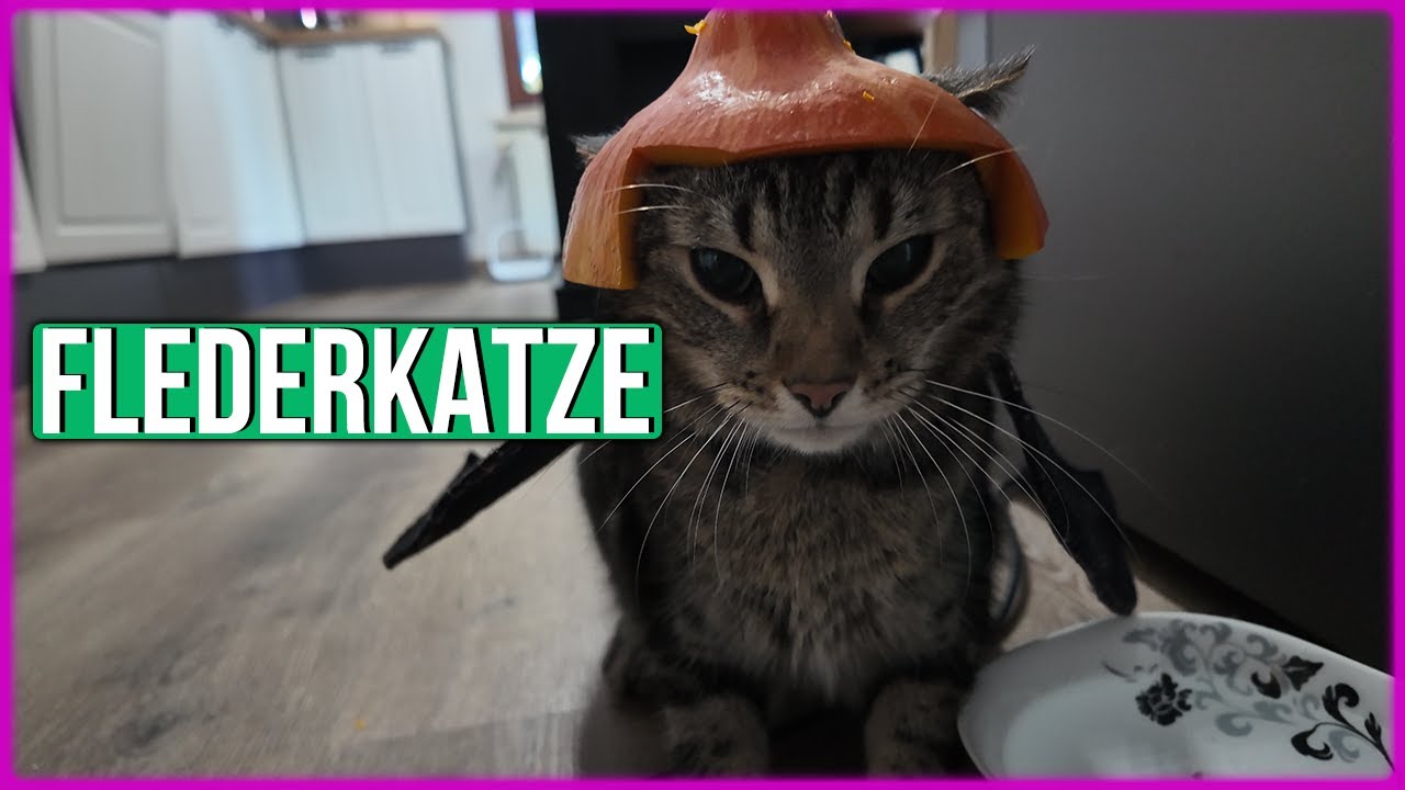 Ist das eine normale Katze, oder ein Flederkatzenkürbis?