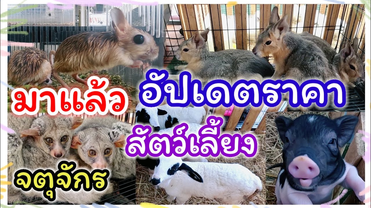 มาแล้ว อัปเดตราคาสัตว์เลี้ยง จตุจักร จัดส่งได้ ร้านแม่ภา