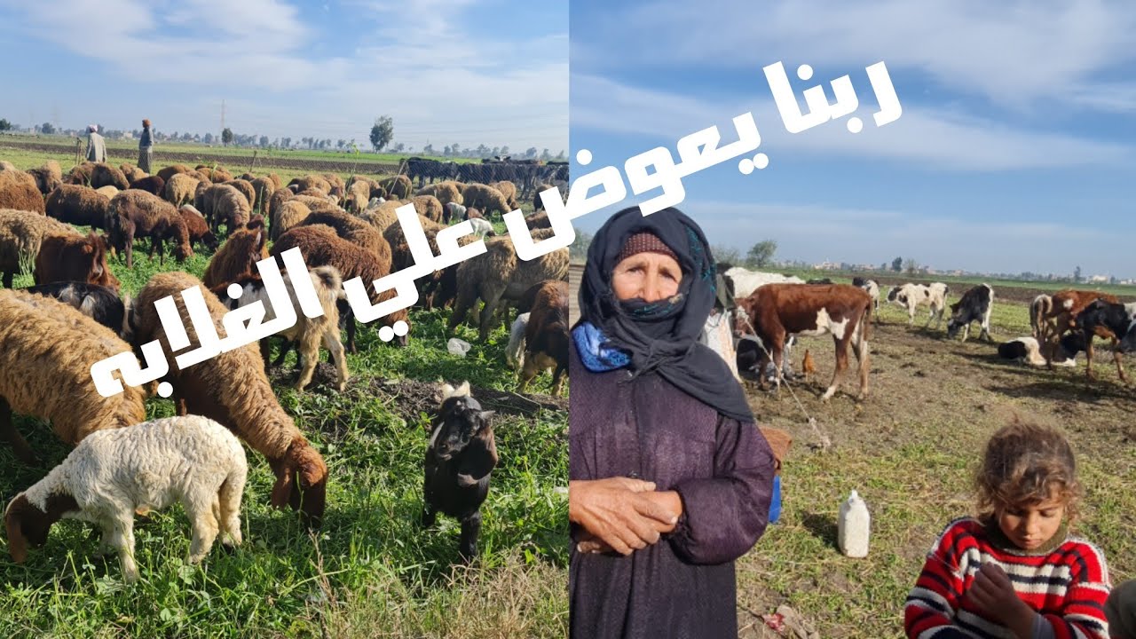 إنتشار مرض يتسبب في موت الاغنام هذه الايام الكل يحصن وربنا يستر من مرض الدوشان