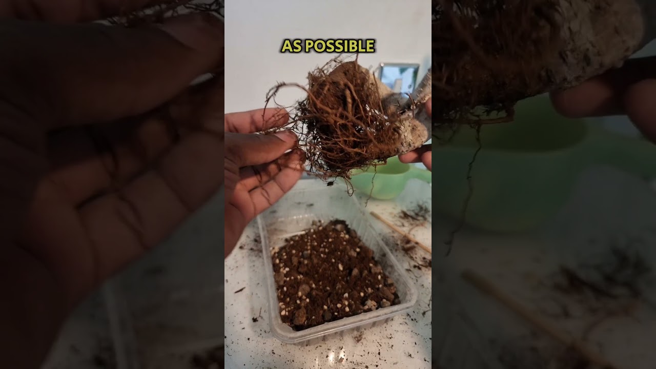 Ficus Ginseng Bonsai | Repot and Prune