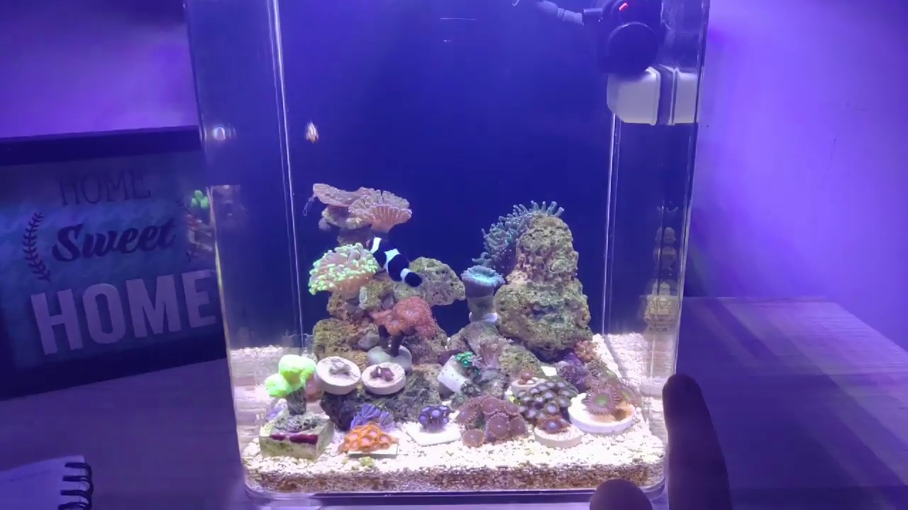 Pico Reef Brasil - Aquário Marinho