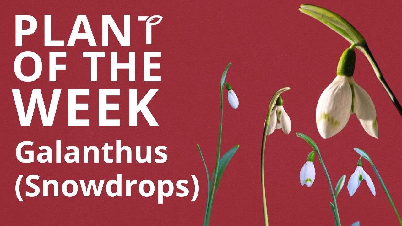 Galanthus (Snowdrops)