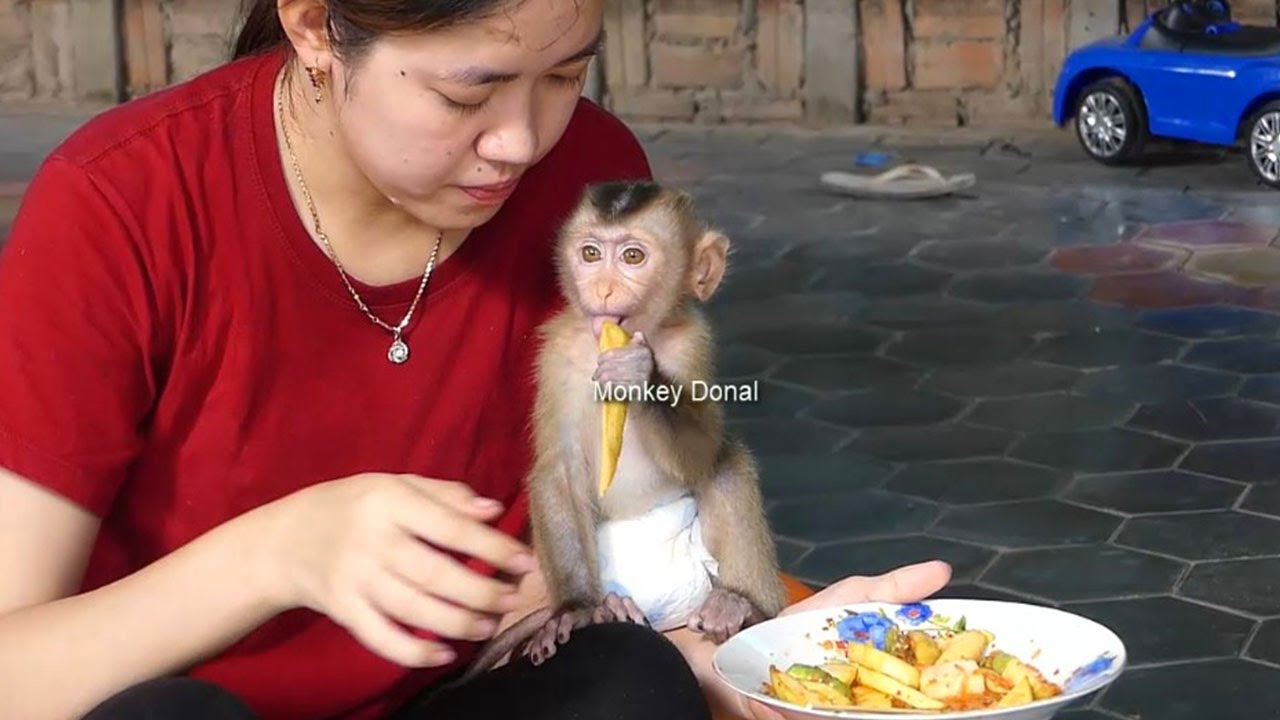 Monkey Baby Donal Request Mom Test Mango With Chilly