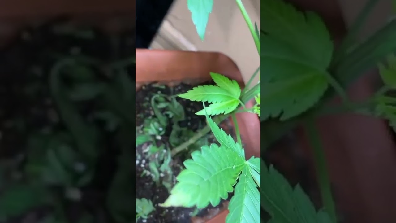 The Cannabis plant life cycle &ndash; Cannabis stages week by week