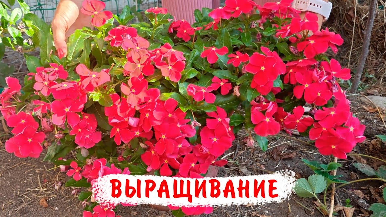 Выращивание катарантусов от посева до цветения! Посев катарантусов двумя способами