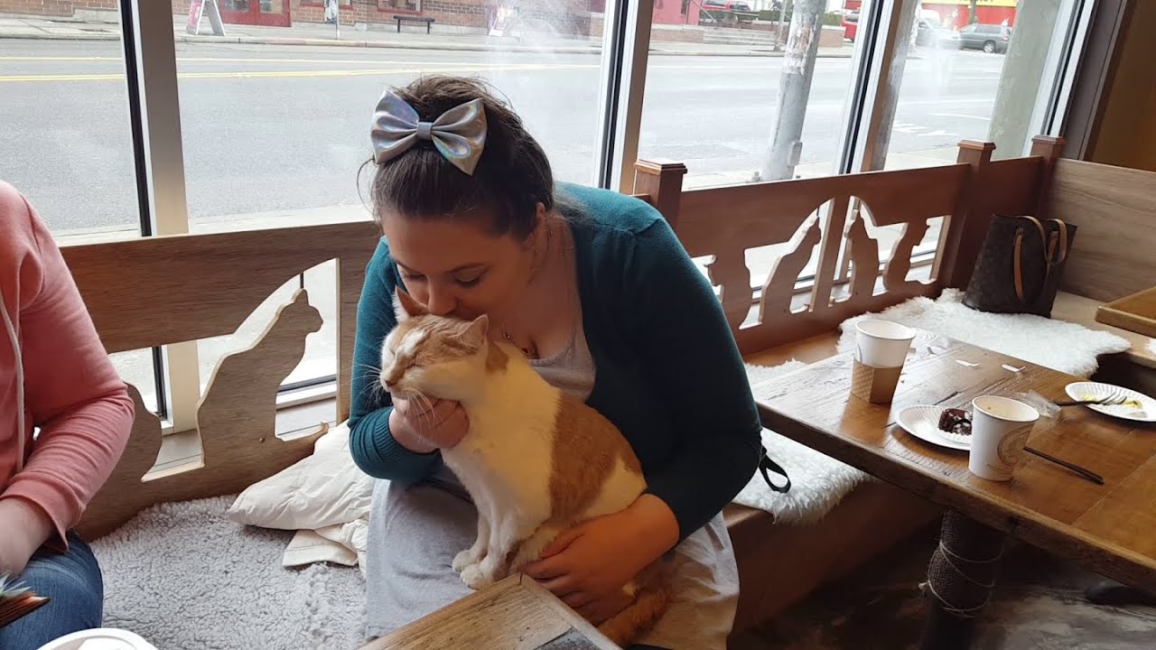Seattle's Cat Cafe - The Seattle Meowtropolitan