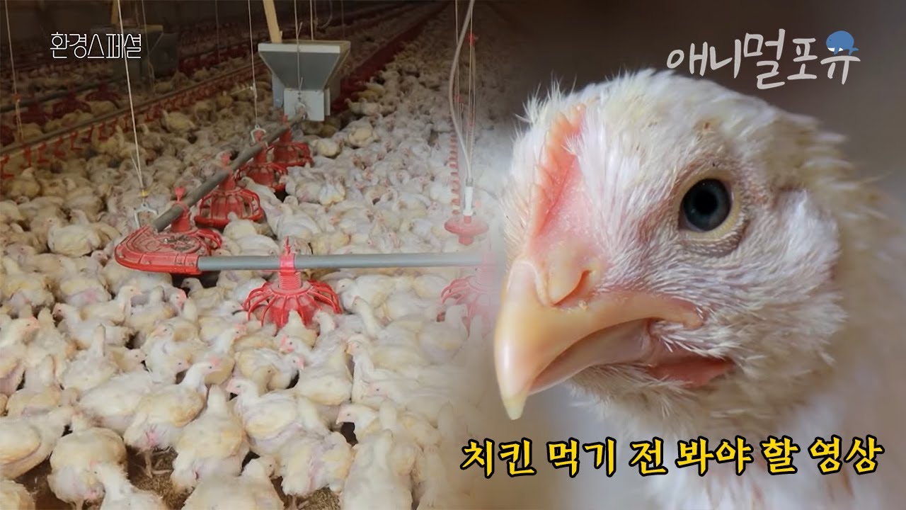우리가 매일 먹는 치킨의 닭 평균 수명이 30일인 이유.. 현실의 벽 앞에 무너진 동물복지ㅣKBS 환경스페셜 220324 방송