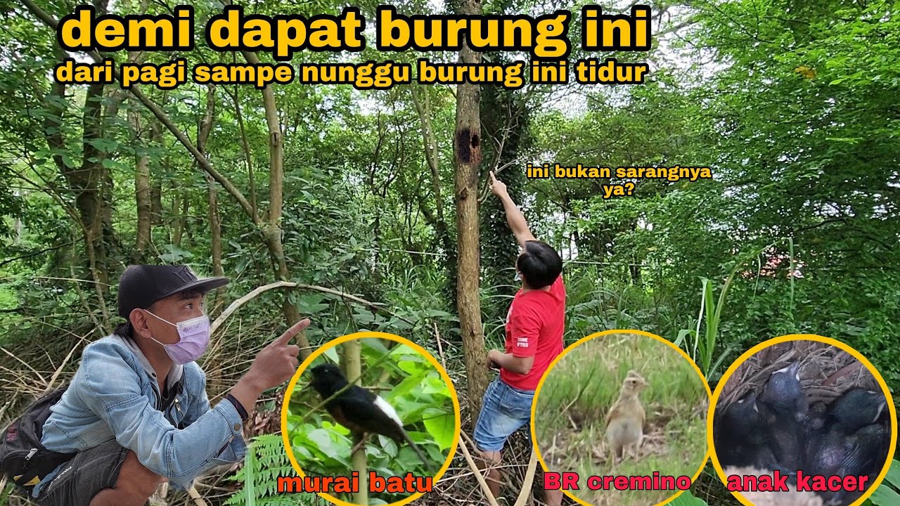 Ngebolang sampe malam bareng subscriber gasss polll.empat jenis burung mewah kita jumpai disini