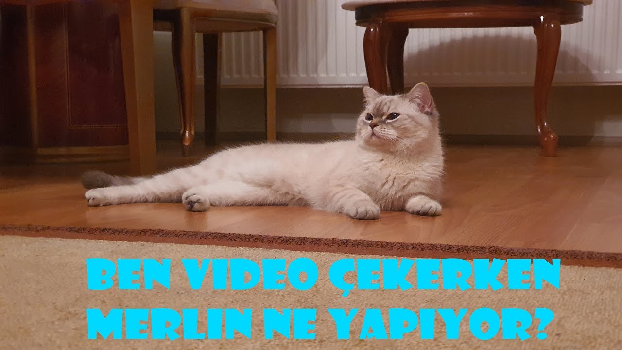 Ben yokken Merlin ne yapıyor? Kedim hangi Malt ve Vitaminleri Tüketiyor? (Part 3/3)