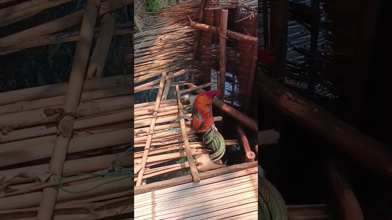 Saib qaib dib ua si nyiam nug tau