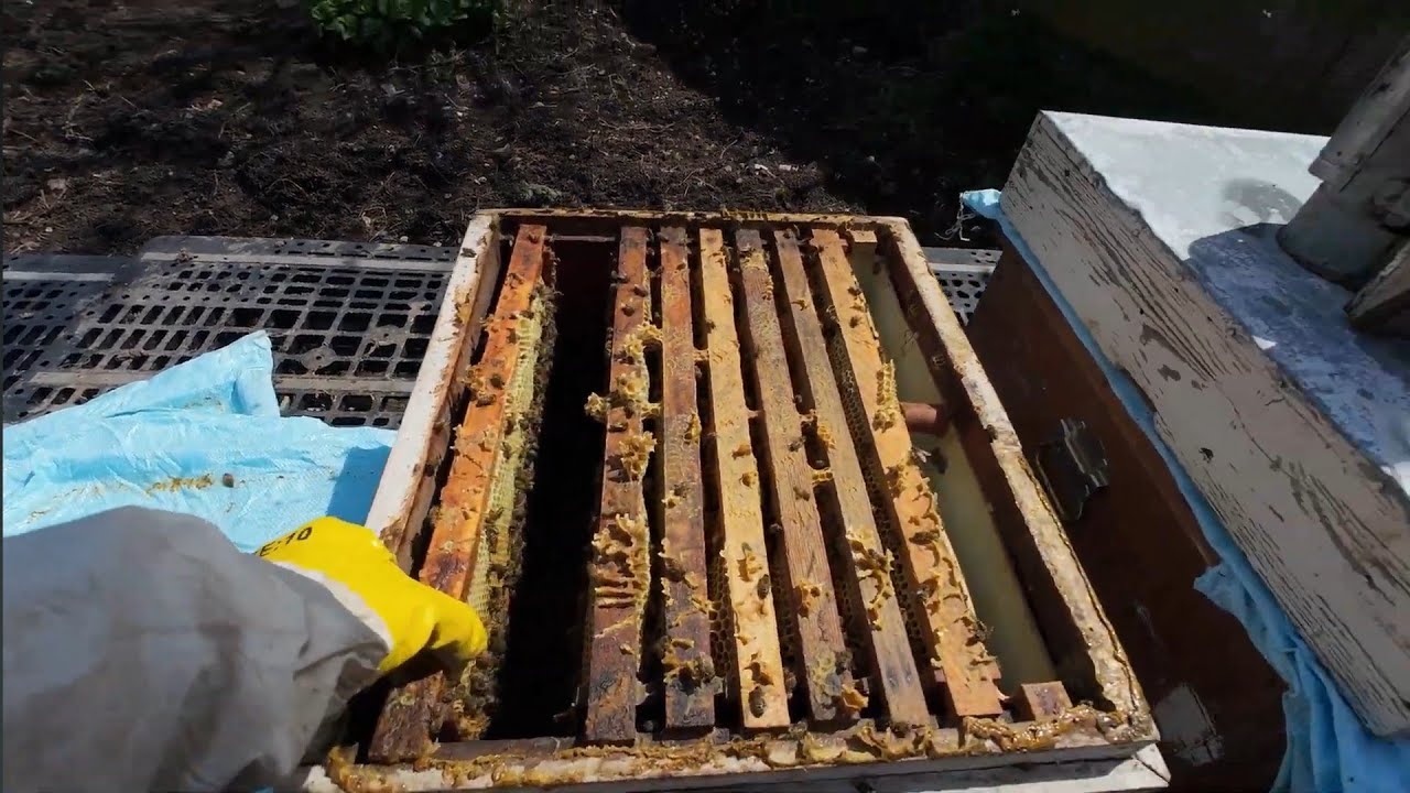 Arıcılık / Beekeeping