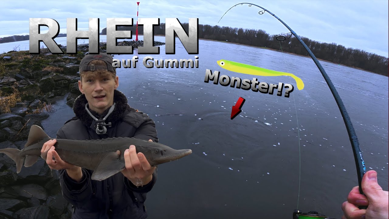 Hai oder Stör?! Riesiger FISCH beim Zanderangeln auf GUMMIFISCH im RHEIN🦈