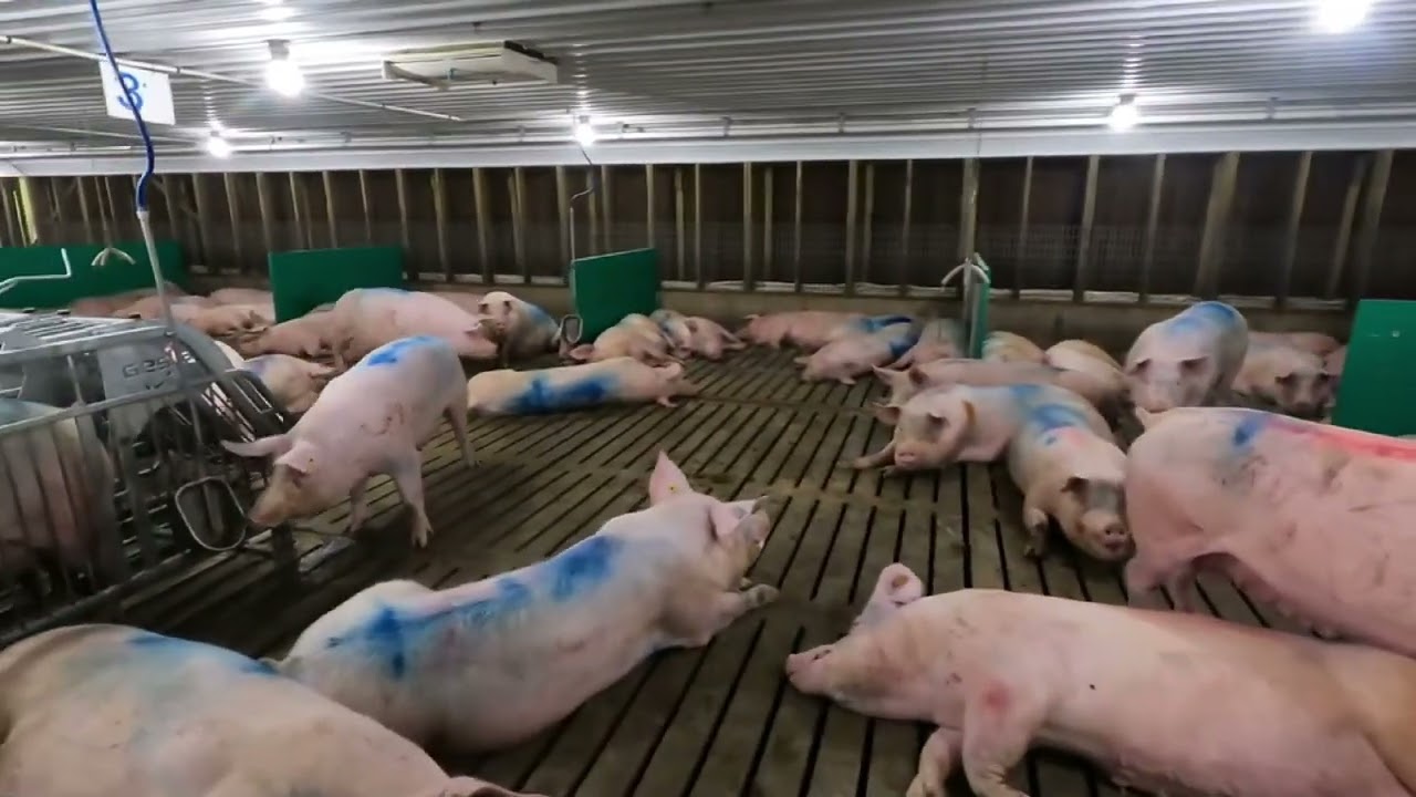 🐖 How to Apply FerAppease Swine + Real Results | Mixed Parity Pen Review by Stephen Patterson 🐖