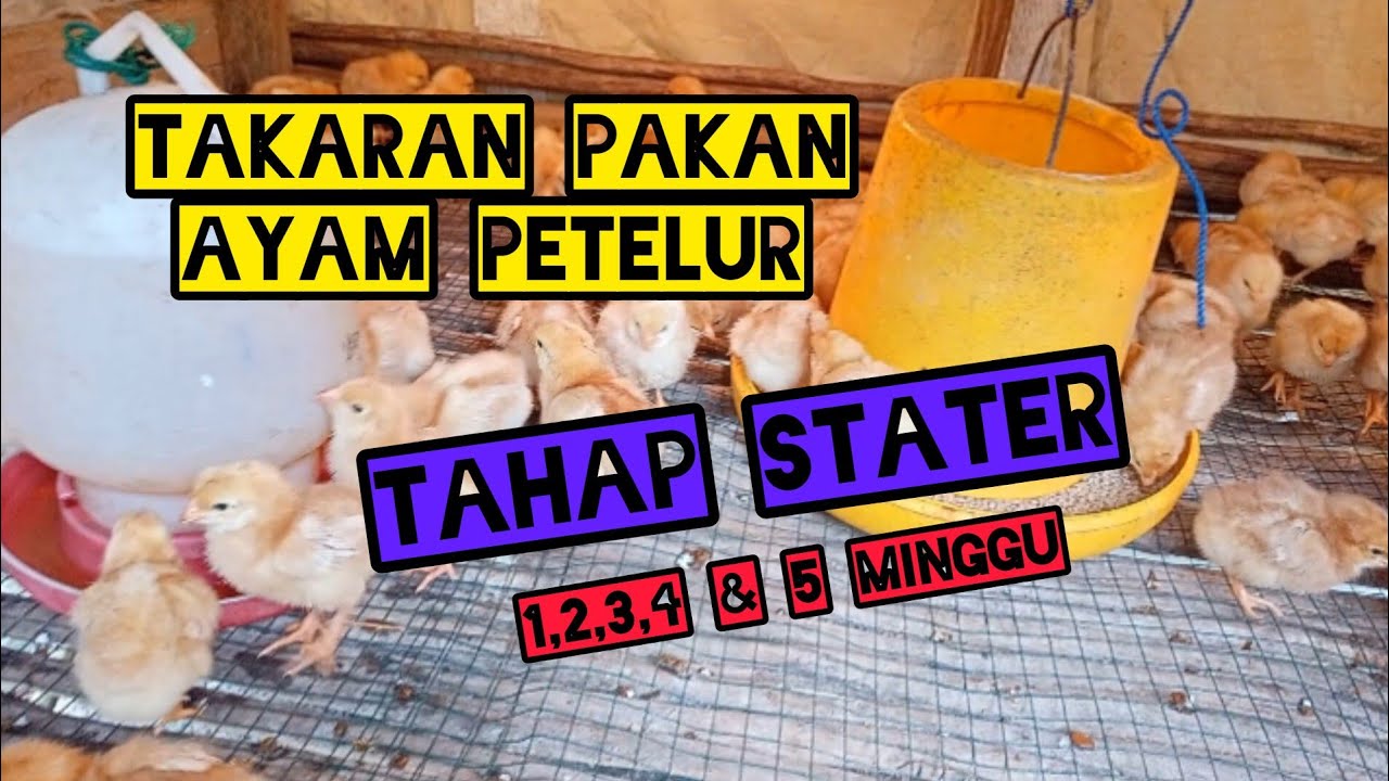 TAKARAN PAKAN AYAM PETELUR UMUR 1-5 MINGGU|| TAHAP STATER
