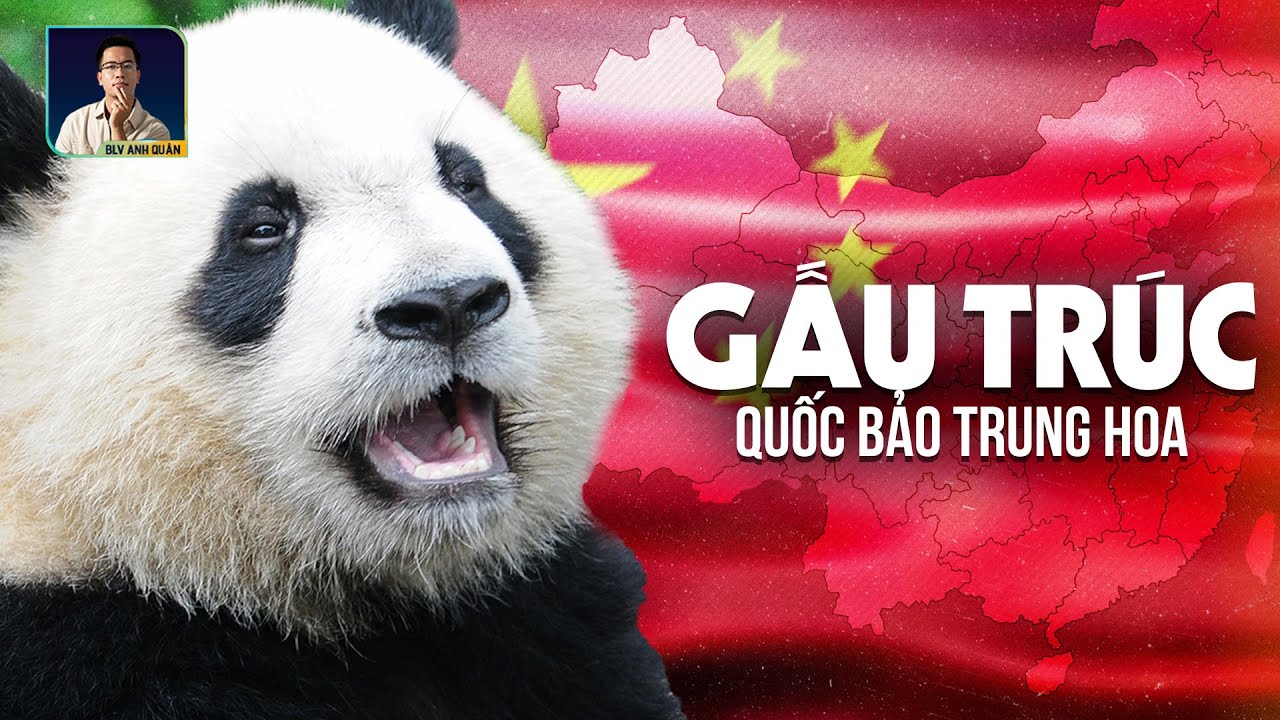 VÌ SAO GẤU TRÚC CHỈ CÓ Ở TRUNG QUỐC? I DISCOVERY