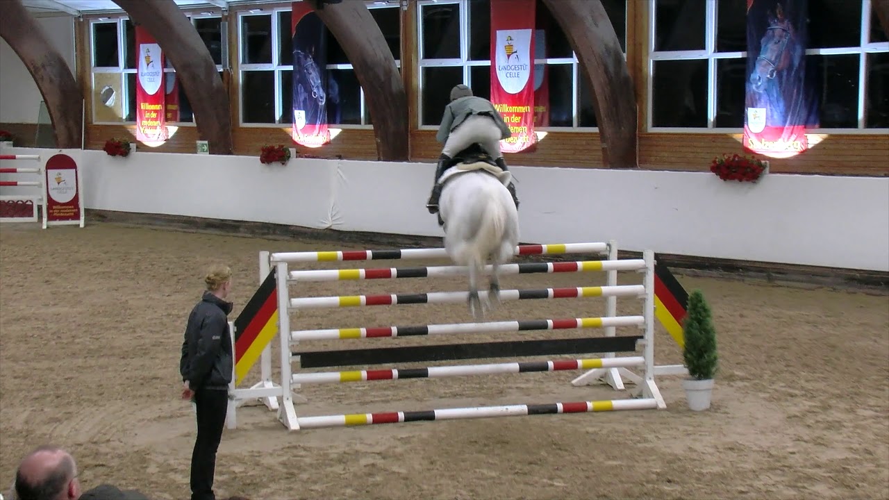 Auf der Hengstvorführung mit Grey Top