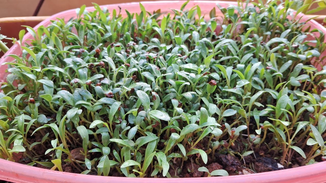 #balkani#gardenlo#bonsi#plant#leaf#vegetables