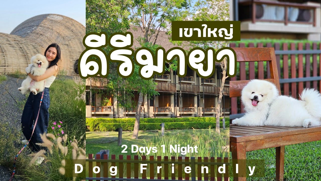 เขาใหญ่หมาพักได้ คีรีมายา เขาใหญ่ ห้องพัก สถานที่ ฟีลดี จนอยากอยู่ยาวๆ || NonNunNee : โน่นนั่นนี่
