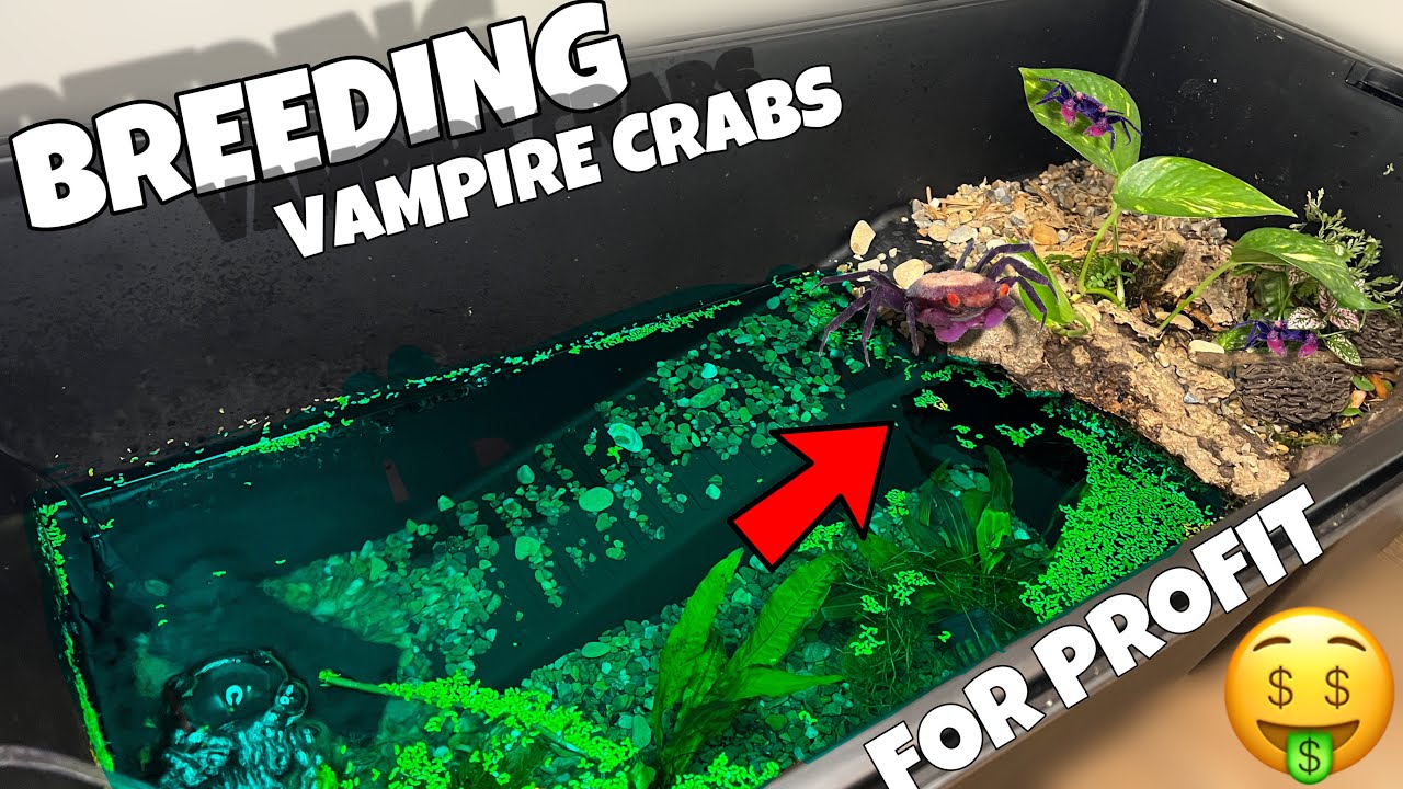 Breeding Vampire Crabs For Profit! (Orange Disco)