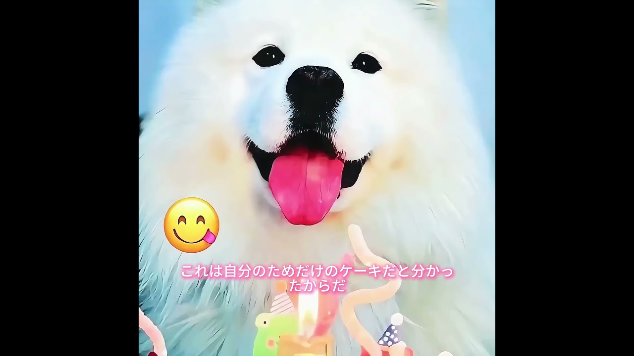 #animals #犬動画 #わんこ #いぬすたぐらむ #犬のいる暮らし #賢い犬 #忠犬 #感動犬