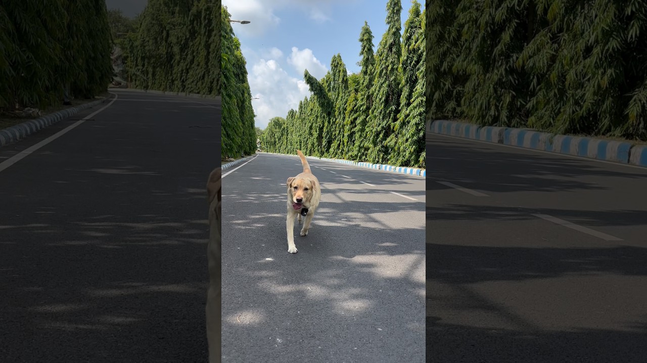 Mimi First Time Open Park Pe Bilkul Free Ghum Rahi Hai #cutedogs #labrador #dog #shorts