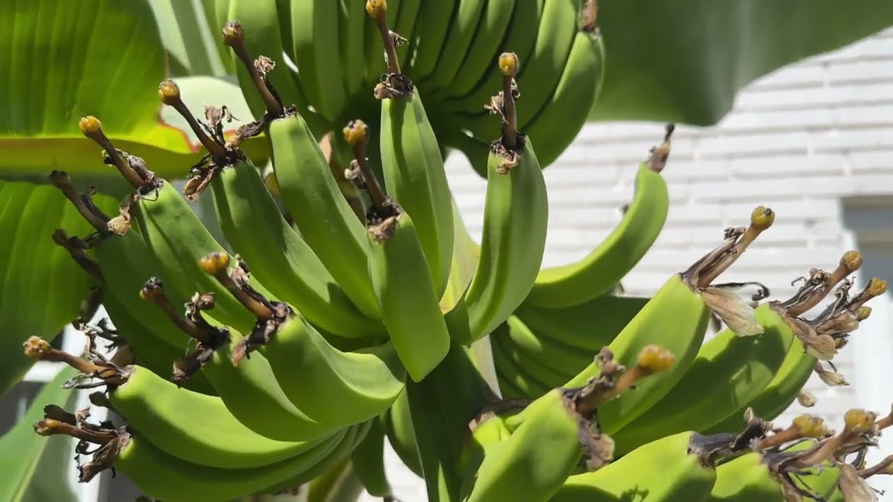 Banana Flower and Fruit in 4k