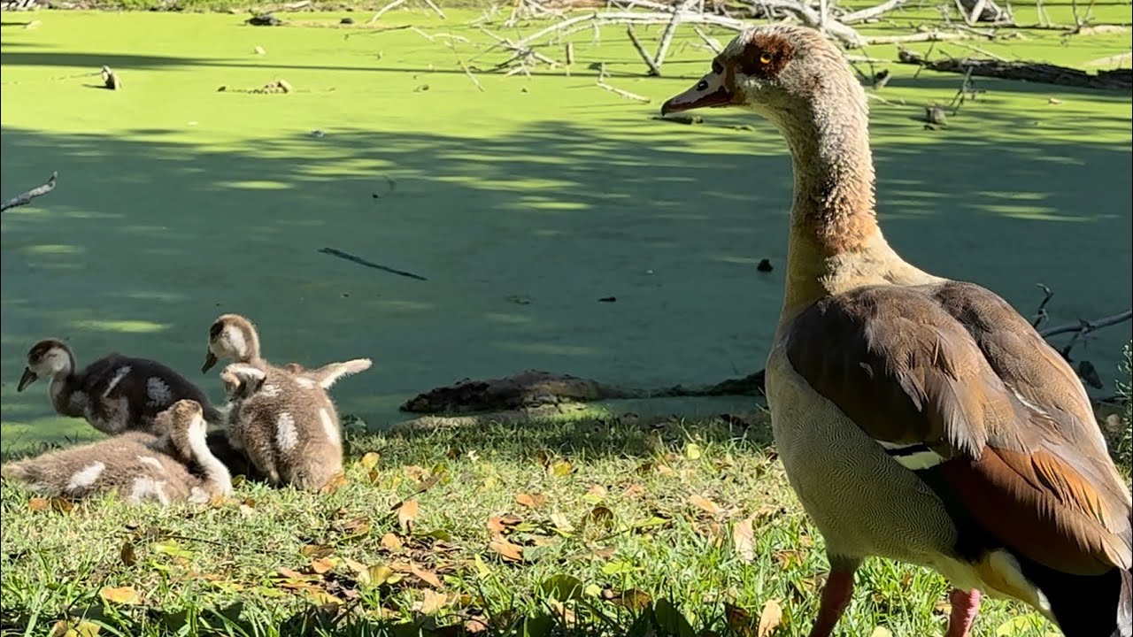 Update on the Egyptian Goose Family. Goslings Have Grown So Big after Three Weeks HB Central Park 4K