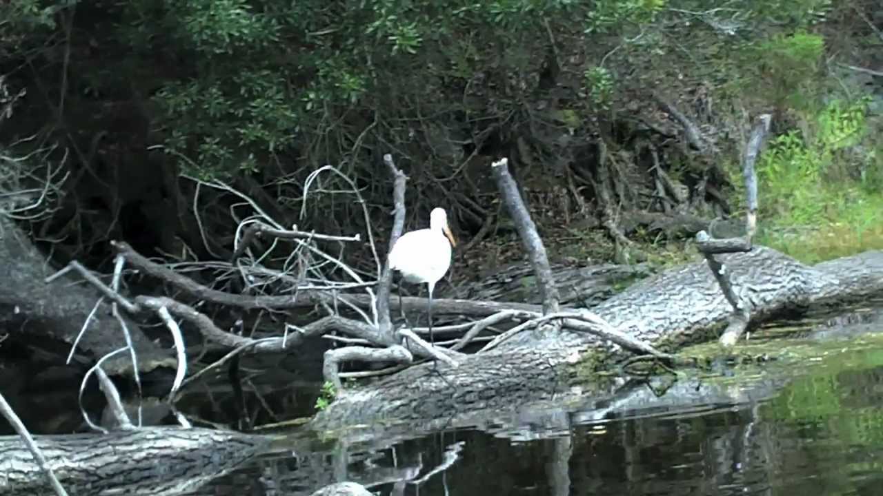 Santa Fe River Kayaking