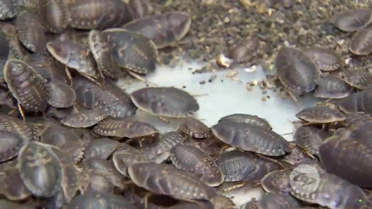 Aprenda cómo implementar los insectos en la alimentación de los peces - La Finca de Hoy