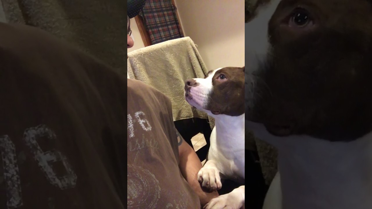 perro pitbull pide perdon.Pitbull dog says sorry