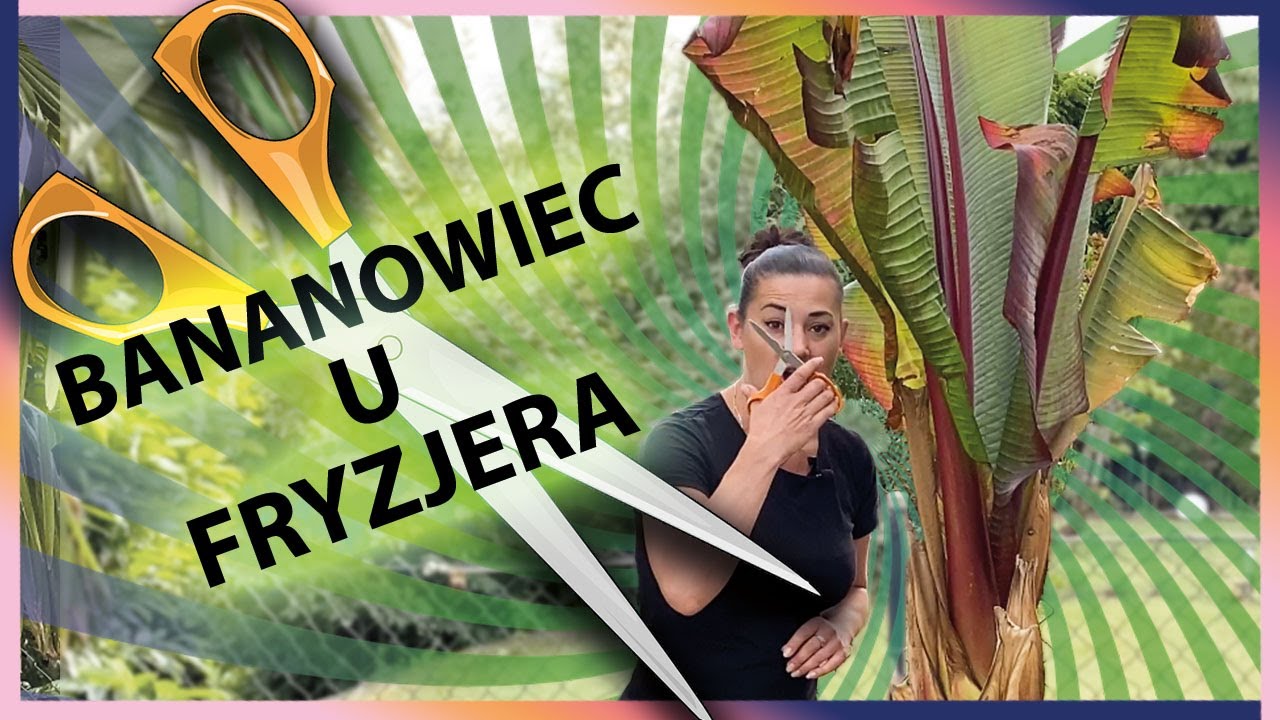 Sekrety pielęgnacji bananowców. Przycinanie liści i diagnozowanie plam krok po kroku. @egzotycznie