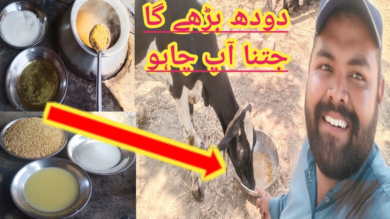 milk booster || جانور کا دودھ بڑھانے کا جادوئی نسخہ گھر تیار کریں || Animal Informer TV