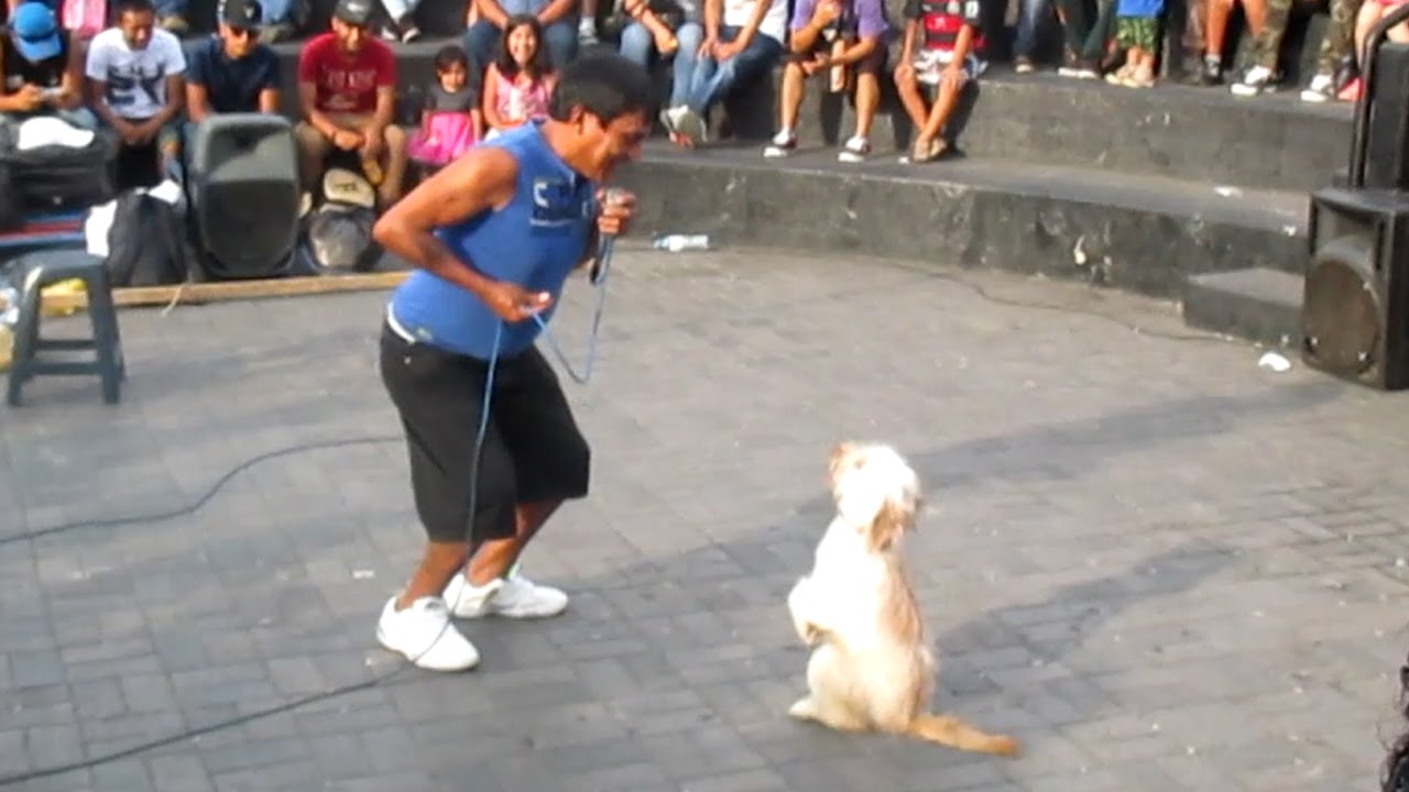 Comicos Ambulantes 2016 : Comico Romano y Su Perro Amaestrado!!