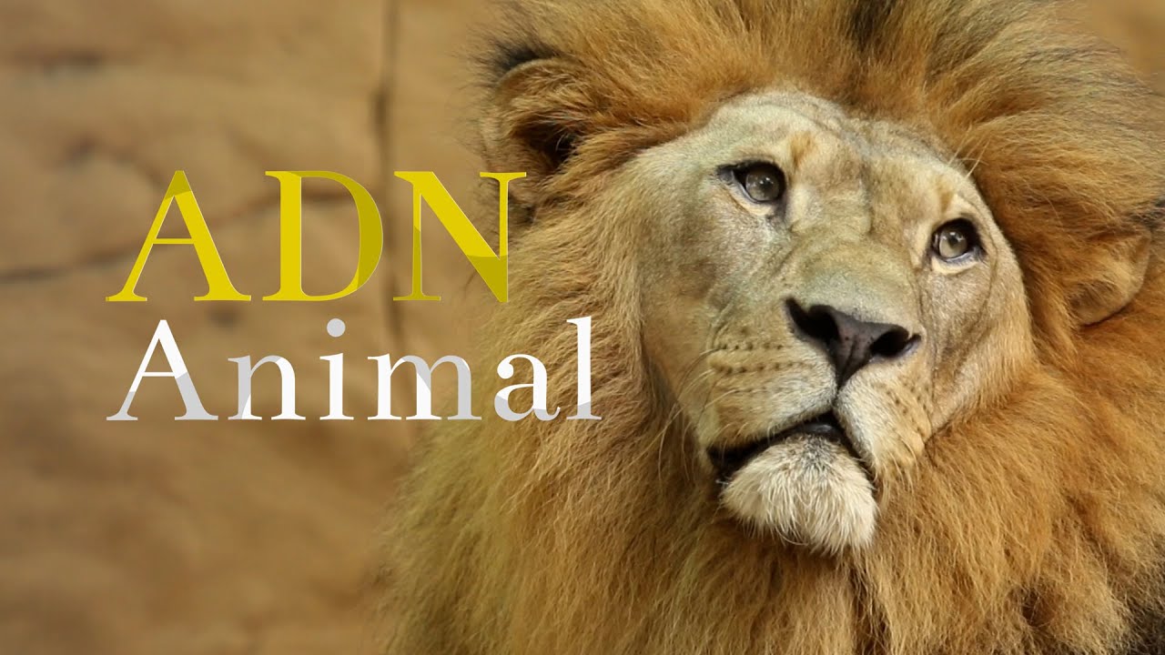 Felinos salvajes: ADN animal