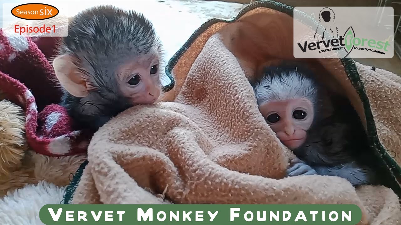 We meet Baby orphan monkeys Abu and Josephine the first two of season 6