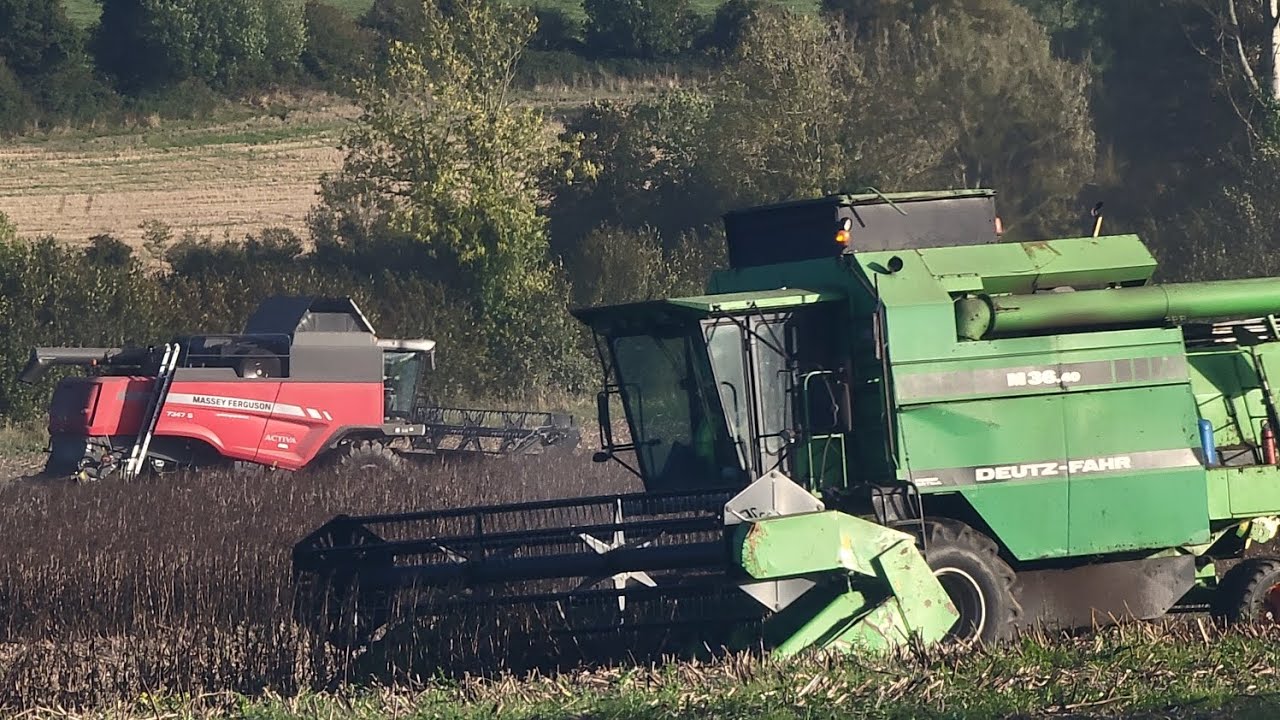 Deutz Fahr 36.40 & Massey Ferguson 7347S Cutting Beans.